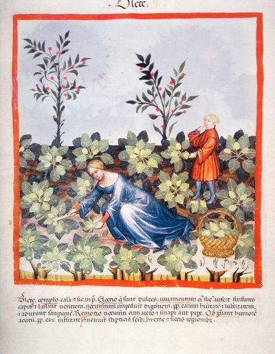 Harvesting Chinese Leaves, from Tacuinum Sanitatis by Italian School